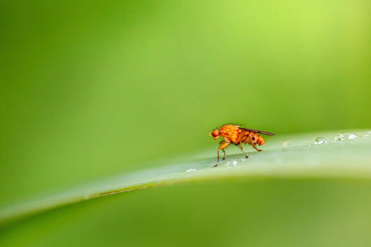Tips on how to get rid of indoor house gnats.