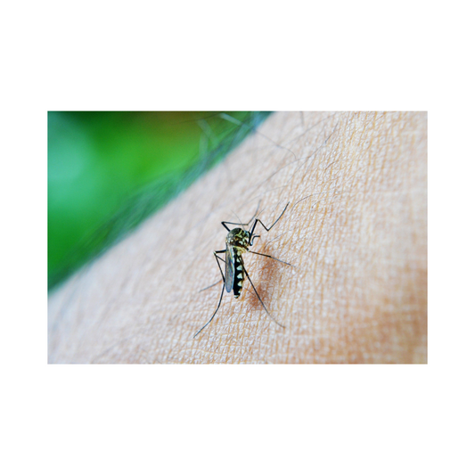 Why Do Mosquitoes Prefer Me, and Not My Friends?