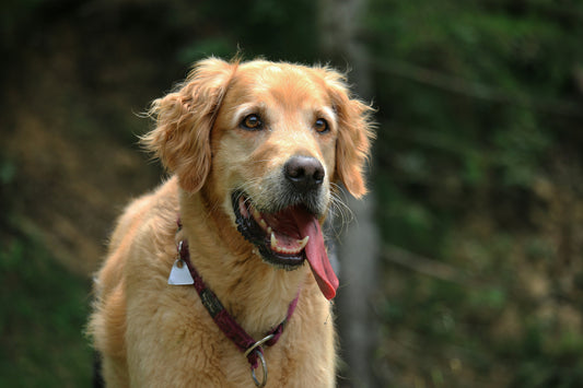 Do "all natural" bug repellents work for dogs?