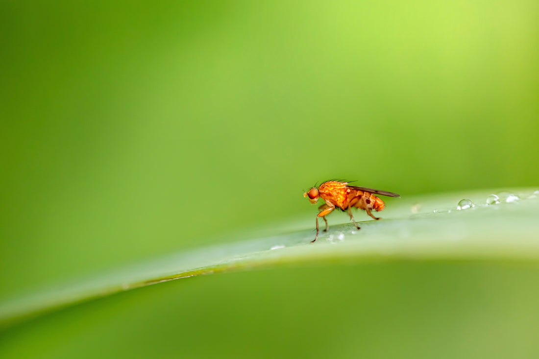 Tips on how to get rid of indoor house gnats.